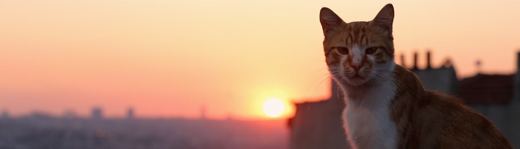 Kedi